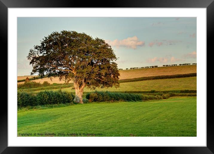Trees and Hedgelines Framed Mounted Print by Ross McNeillie