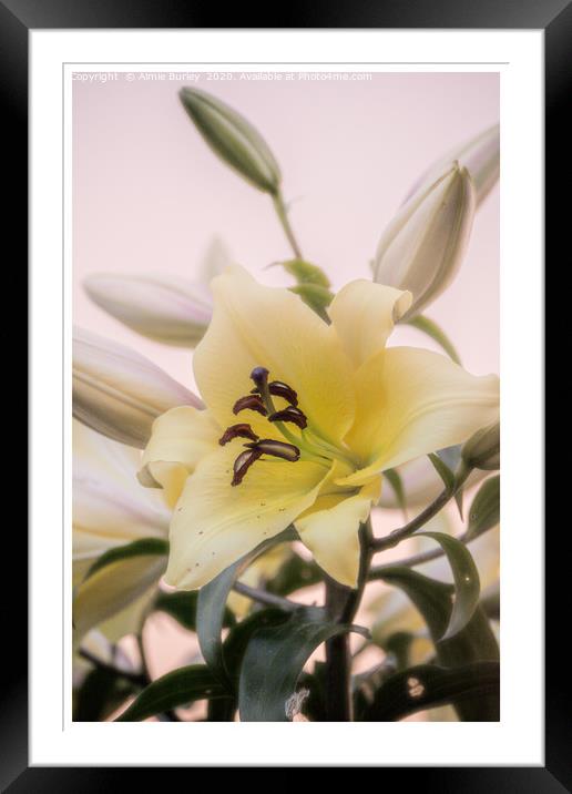 Lilies in Bloom Framed Mounted Print by Aimie Burley