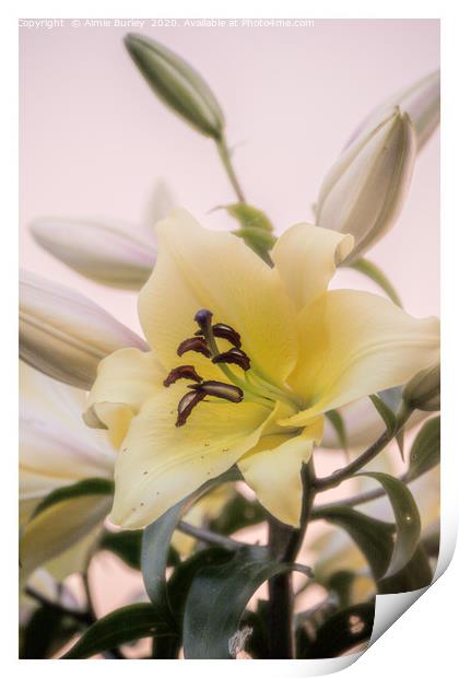 Lilies in Bloom Print by Aimie Burley