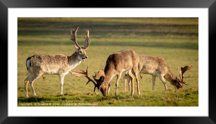 Three Deers Grazing Framed Mounted Print by Graeme B