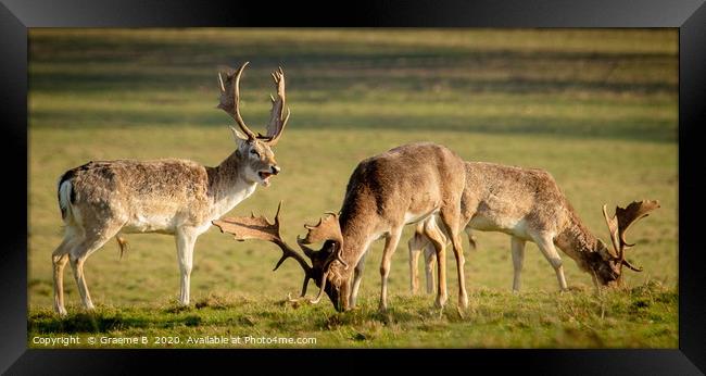 Three Deers Grazing Framed Print by Graeme B