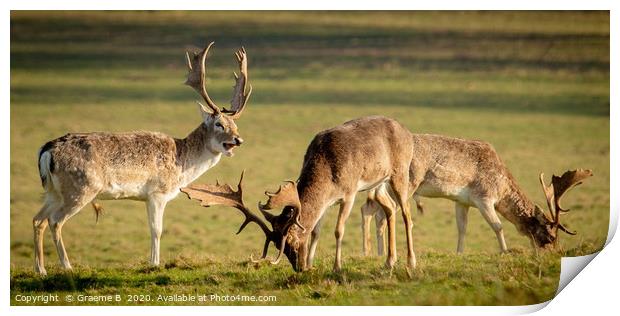 Three Deers Grazing Print by Graeme B