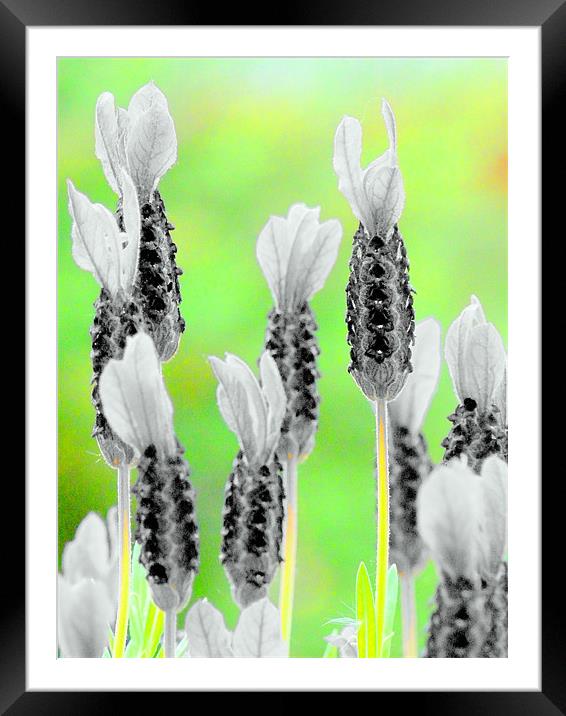 Black and White Lavender! Framed Mounted Print by Louise Godwin