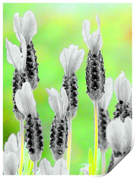 Black and White Lavender! Print by Louise Godwin