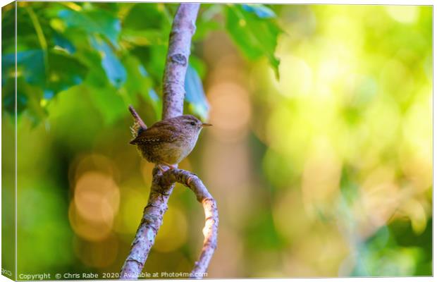 Wren perched in early morning light Canvas Print by Chris Rabe