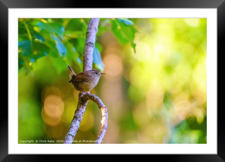 Wren perched in early morning light Framed Mounted Print by Chris Rabe