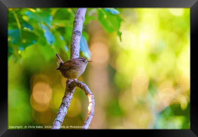 Wren perched in early morning light Framed Print by Chris Rabe