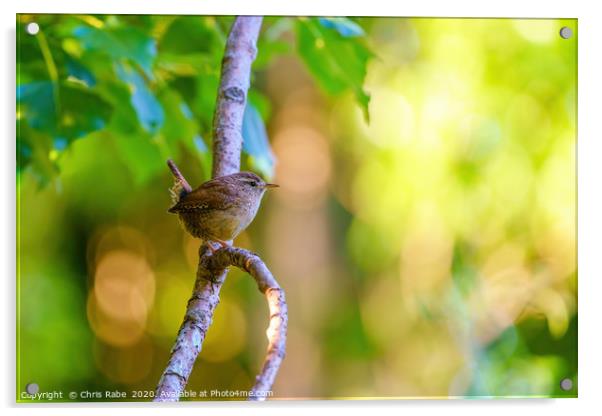 Wren perched in early morning light Acrylic by Chris Rabe