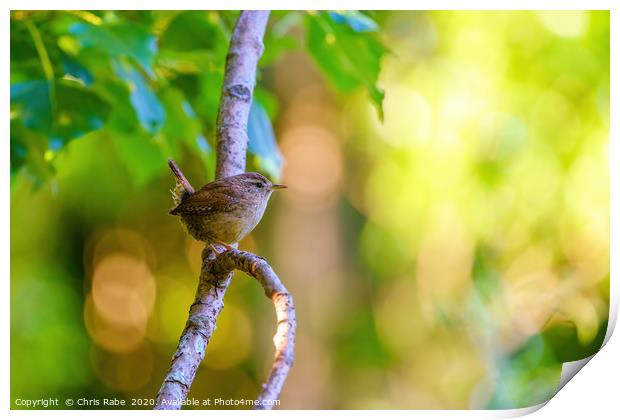 Wren perched in early morning light Print by Chris Rabe