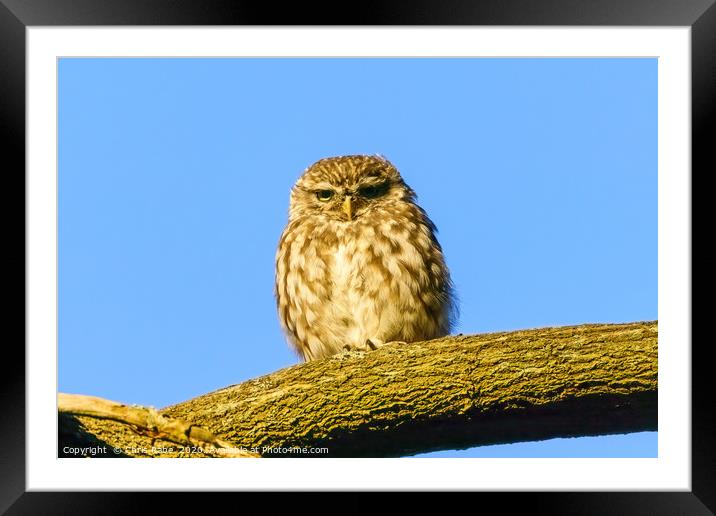 Little Owl staring intensely Framed Mounted Print by Chris Rabe