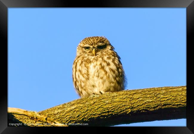 Little Owl staring intensely Framed Print by Chris Rabe