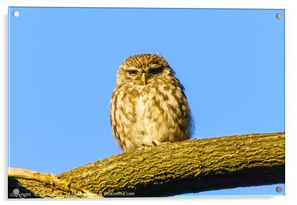 Little Owl staring intensely Acrylic by Chris Rabe
