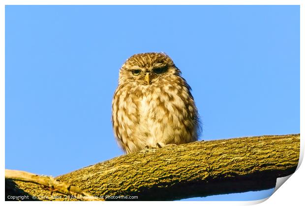 Little Owl staring intensely Print by Chris Rabe