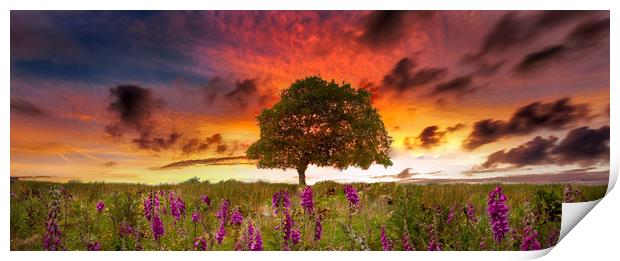 Foxgloves at sunset Print by Leighton Collins
