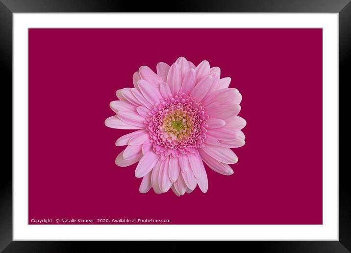 Pink Chrysanthemum Framed Mounted Print by Natalie Kinnear