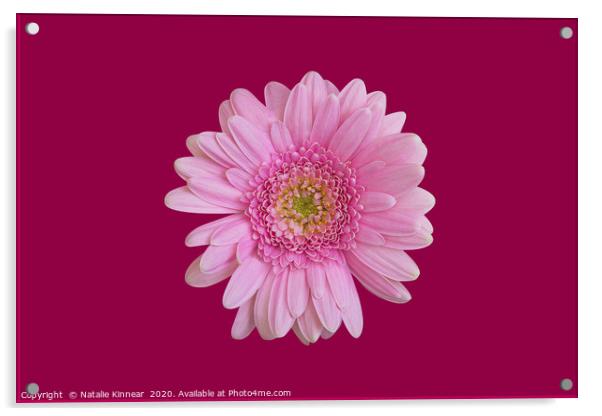 Pink Chrysanthemum Acrylic by Natalie Kinnear