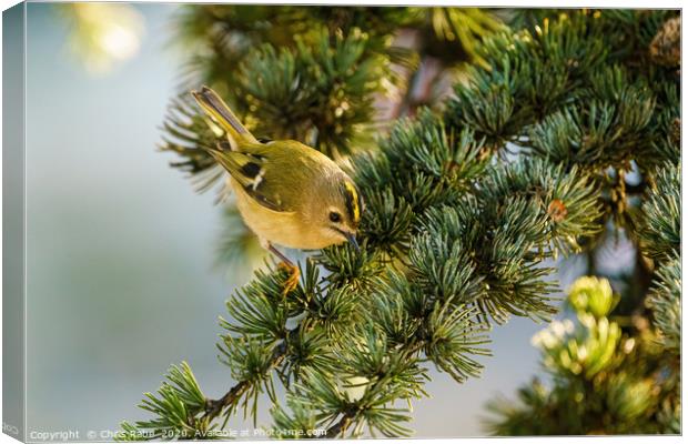 Goldcrest  Canvas Print by Chris Rabe