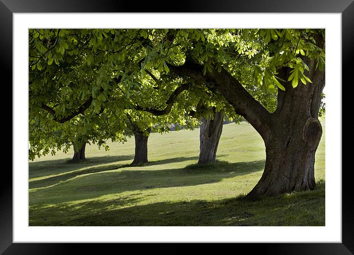 Horse Chestnut trees Framed Mounted Print by Tony Bates