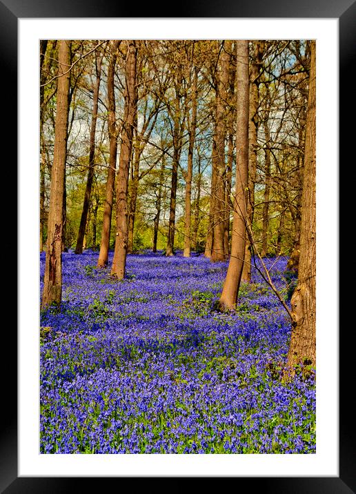 Bluebell Woods Greys Court Oxfordshire England UK Framed Mounted Print by Andy Evans Photos