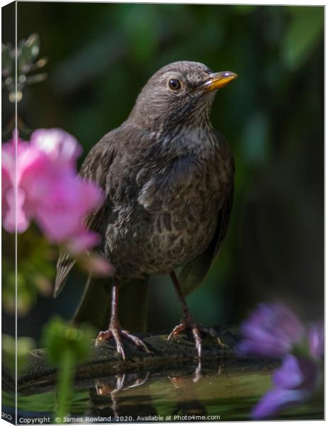 Garden Visitor Canvas Print by James Rowland