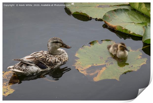 Duck with chick Print by Kevin White