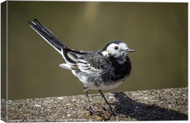 Pied Wagtail Canvas Print by Jane Metters