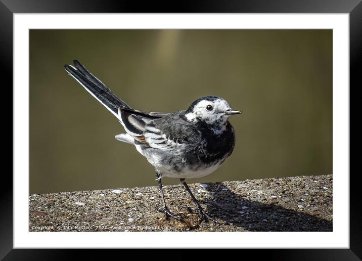 Pied Wagtail Framed Mounted Print by Jane Metters