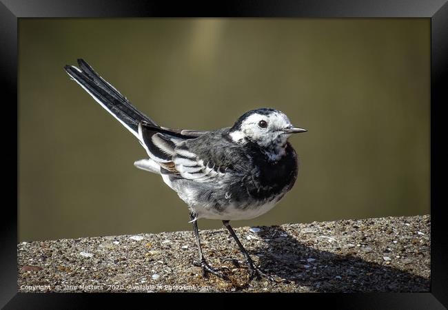 Pied Wagtail Framed Print by Jane Metters