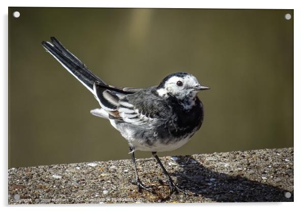 Pied Wagtail Acrylic by Jane Metters