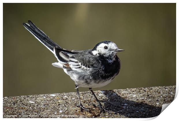Pied Wagtail Print by Jane Metters