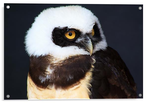 Spectacle Owl Acrylic by Ian Jeffrey
