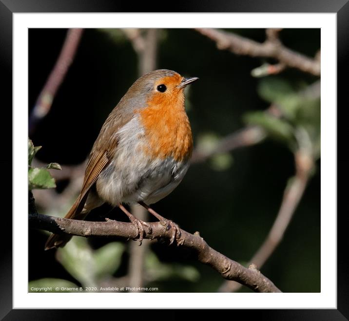 Robin in thought Framed Mounted Print by Graeme B