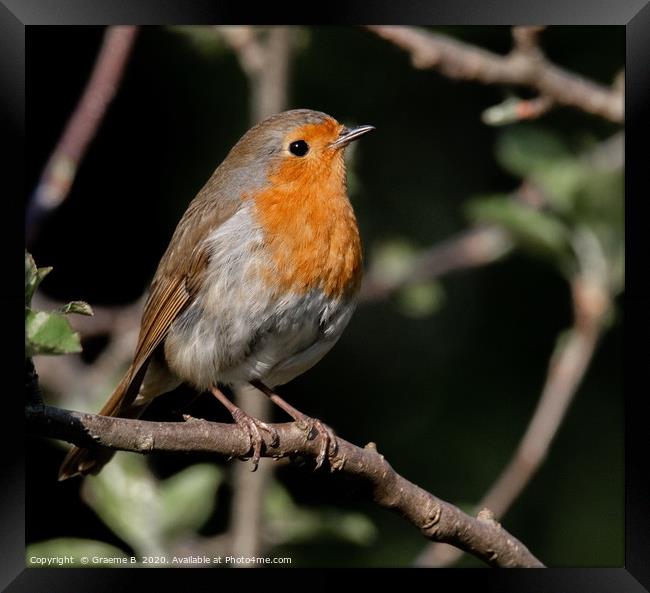 Robin in thought Framed Print by Graeme B