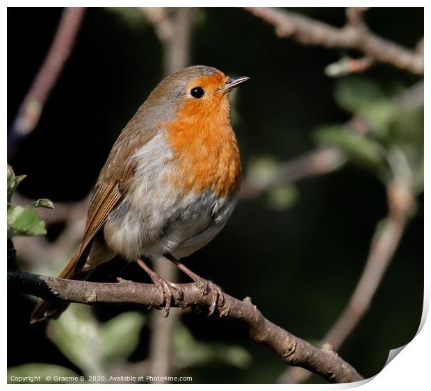 Robin in thought Print by Graeme B