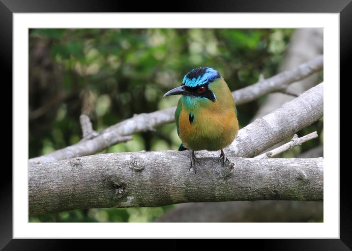 Majestic Blue Jewel of Monteverde Framed Mounted Print by Simon Marlow