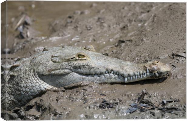 Wild Alligator resting in Costa Rica Canvas Print by Simon Marlow