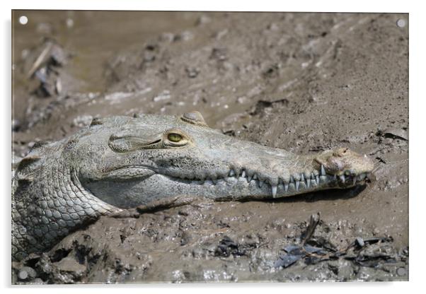 Wild Alligator resting in Costa Rica Acrylic by Simon Marlow