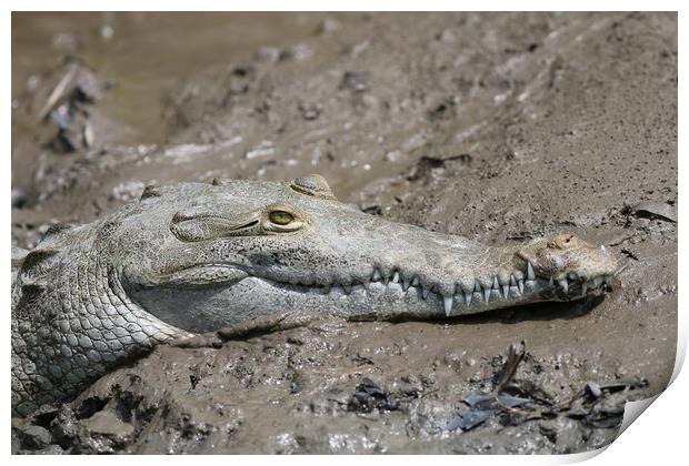 Wild Alligator resting in Costa Rica Print by Simon Marlow