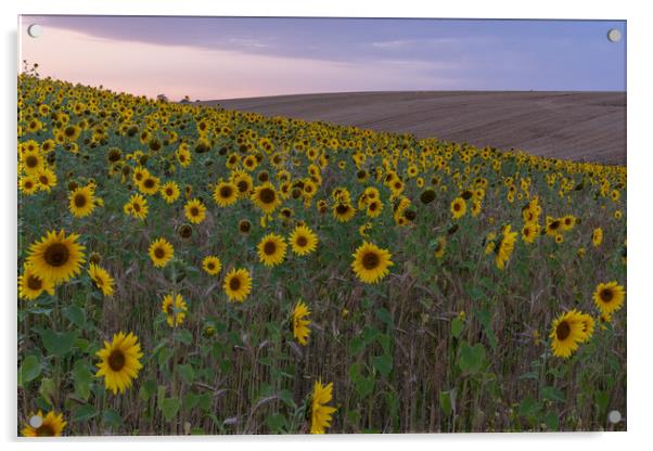 Sunflowers Acrylic by Graham Custance