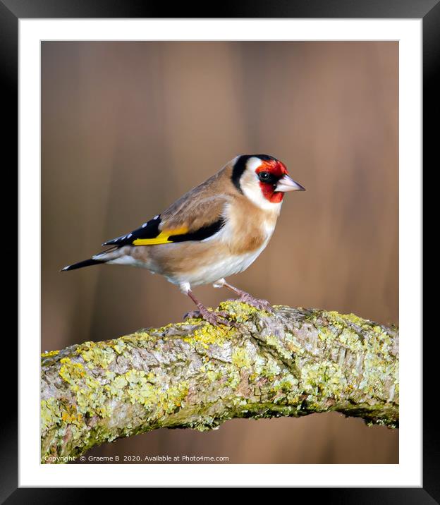 Colourful Goldfinch Framed Mounted Print by Graeme B