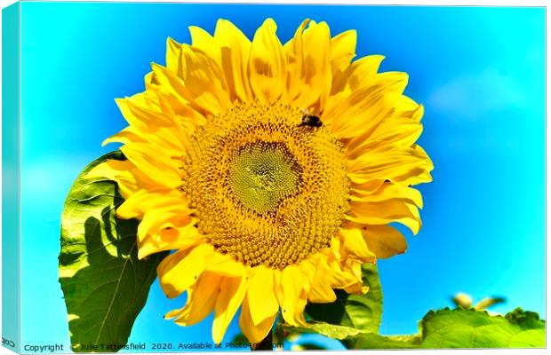  Bee attracted to the sunflower Canvas Print by Julie Tattersfield