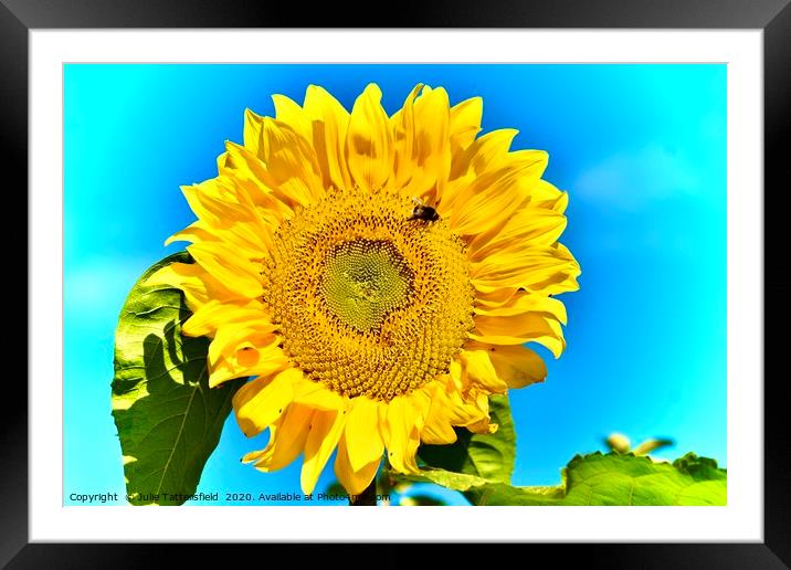  Bee attracted to the sunflower Framed Mounted Print by Julie Tattersfield