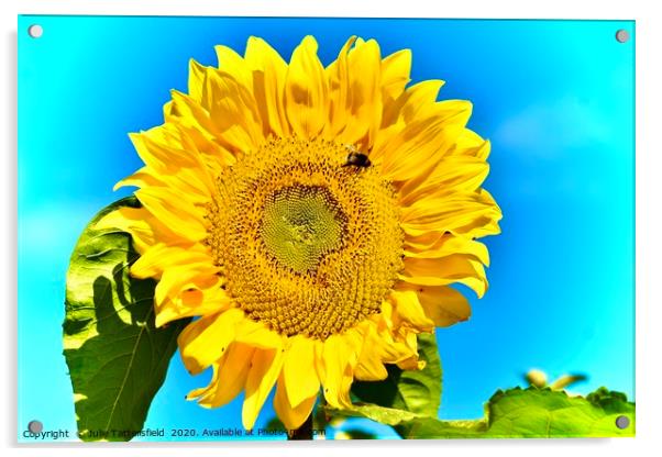  Bee attracted to the sunflower Acrylic by Julie Tattersfield