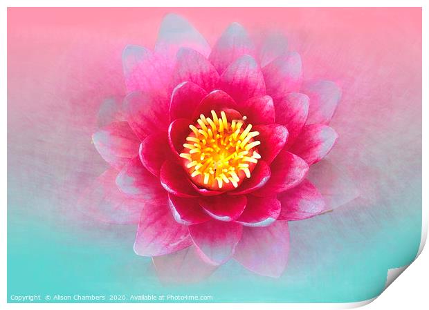 Lotus Flower Print by Alison Chambers