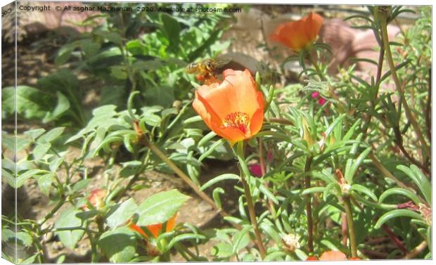 Beautiful bee hovering on a nice flower,           Canvas Print by Ali asghar Mazinanian