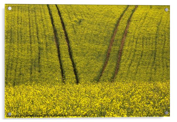 Oil Seed Rape Tracks Acrylic by Matthew Bates