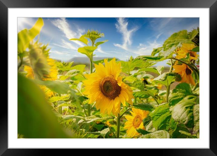 Sunflowers in Bloom Framed Mounted Print by Mal Spain