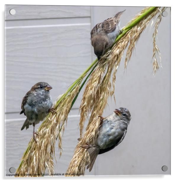Three sparrows feeding on pampas grass Acrylic by Derek Corner