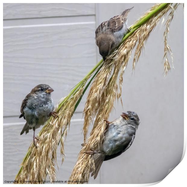Three sparrows feeding on pampas grass Print by Derek Corner
