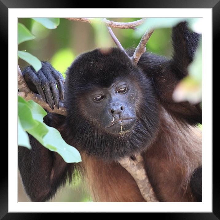 Congo monkey resting in tree Framed Mounted Print by Craig Lapsley